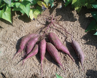 Produção competitiva e sustentável de batata-doce no Perímetro de Rega do Mira