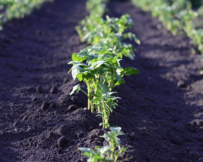 DGAV publica guia explicativo "Produção, Controlo e Comercialização de Plantas Hortícolas"