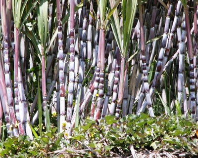 Produção da cana de açúcar está «no bom caminho» na Madeira