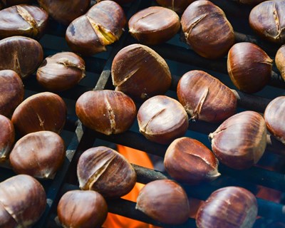 Produção de castanha mantém tendência de subida