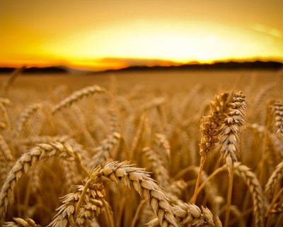 Produção de cereais deverá aumentar 8%