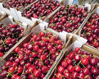 Produção de cereja ao nível das mais baixas das últimas duas décadas