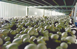 Produção de cogumelos é aposta da Região Centro