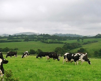 Produção de leite nos Açores estabilizou no primeiro trimestre de 2019