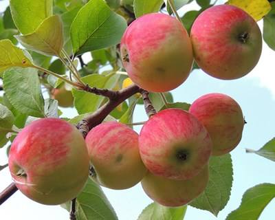 Produção de maçã na UE com quebra de 0,3% em 2016
