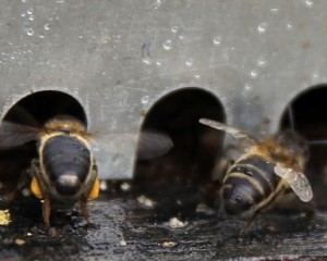 Produção de mel certificado pode chegar às 30 toneladas na Serra da Lousã
