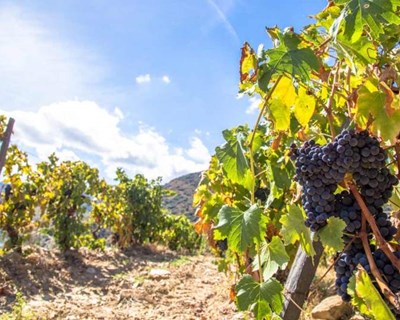 Produção de vinho aumenta 14% face a 2020/2021