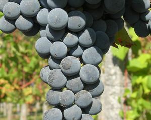 Produção de vinho estável em Portugal e em queda livre na Europa