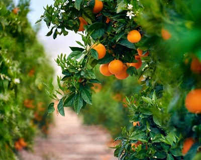 Produção e comercialização de citrinos em local livre de "Trioza erytreae"