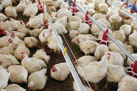 Produção e consumo de carne de ave da U.E. continuará a crescer