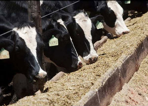 Produção Mundial da Indústria de Alimentação Animal desce 2% em 2014