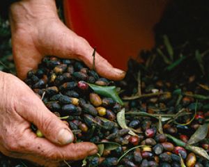 Produção mundial de azeite pode recuar 19%