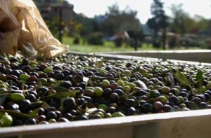 Produção mundial de azeite aumentará este ano, mas previsões dos países alteram-se