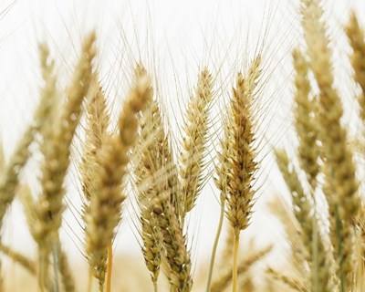 Produção mundial de trigo em 2017/2018 pode reduzir 2%