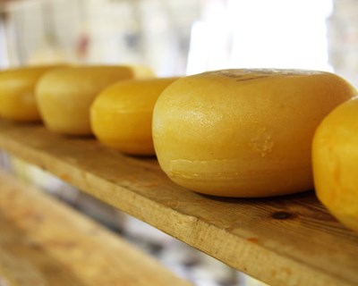 Produtora portuguesa de queijos lança projeto para valorizar o sorelho