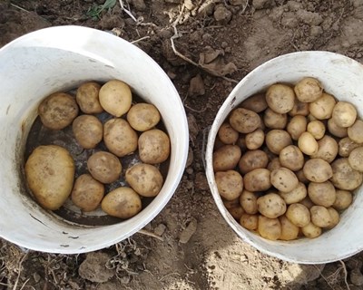 Produtores de batata com linha de crédito de €3 milhões