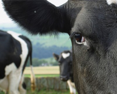 Produtores de leite admitem sair à rua contra burocracia dos ecoregimes