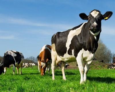 Produtores de leite e carne pedem mais apoios ao setor da pecuária