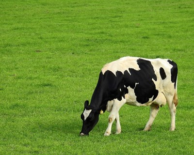Produtores de leite enfrentam dificuldades devido à crise global causada pela pandemia Covid-19