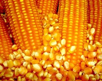 Produtores de milho preocupados com decisões que penalizam o setor