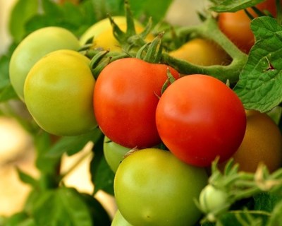 Produtores de tomate estimam quebras de produção