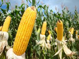 Produtores dos EUA processam Syngenta por milho não aprovado na China
