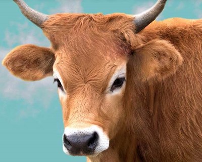 Produtores portugueses já podem exportar carne de bovino para Hong Kong