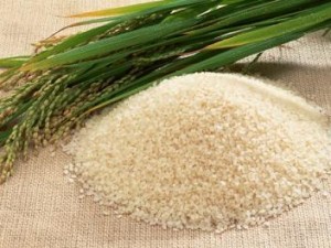 Produtores do Vale do Sado querem certificação do arroz carolino