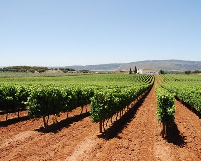 Programa de Sustentabilidade dos Vinhos do Alentejo vence prémio “Mais Alqueva, Mais Valor”