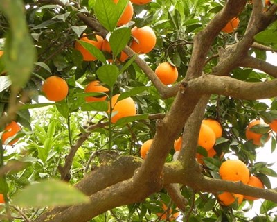 Programa europeu de promoção dos sumos 100% visita laranja do Algarve
