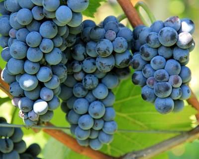 Programa VITIS: mais €35 milhões para apoiar a viticultura