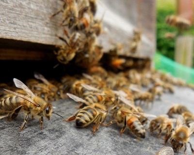 Projecto B-Good tem inquérito em curso para preparar o caminho para uma apicultura saudável e sustentável na UE