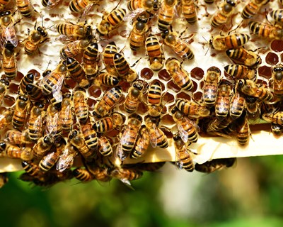Projeto Beekeper Safety lança questionário aos apicultores portugueses