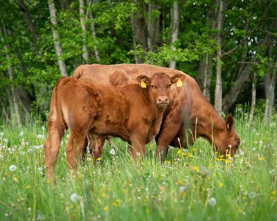 Projeto BovINE debate eficiência alimentar na fileira da carne de bovino