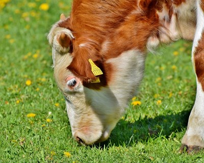 Projeto BovINE promove webinar sobre ferramentas para medir altos padrões de bem-estar animal