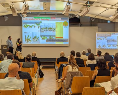 Projeto BreedMartainha é apresentado no XIII Encontro Europeu da Castanha