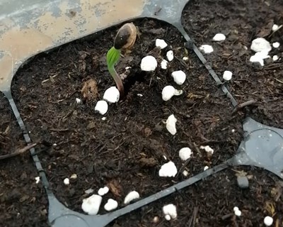 Projeto do Centro PINUS EXOPINUS dá primeiros frutos