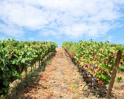 Projeto DOUROZONE: o efeito do ozono nas vinhas do Douro