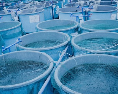 Projeto português utiliza microalgas e bactérias para reutilização de água na aquicultura marinha