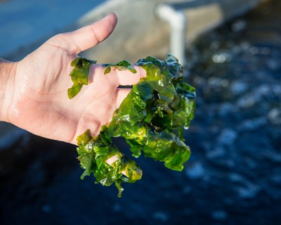 Projetos de aquicultura desenvolvidos na UA apresentados no ECOMARE