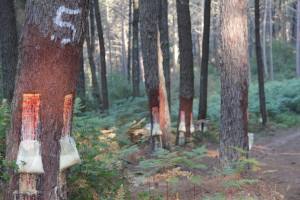 Proposta de Defesa da Floresta contra Incêndios através da Resinagem