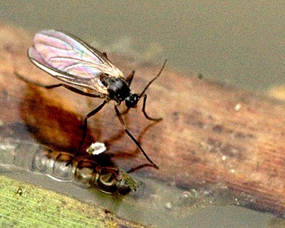 Proteção biológica contra a mosca do terriço na propagação vegetativa de plantas aromáticas e medicinais