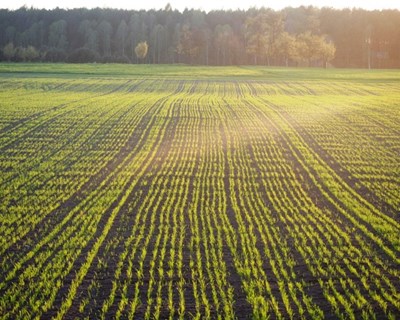 PU2020: Ministério da Agricultura pagou adiantamentos no valor de 552,8 milhões de euros