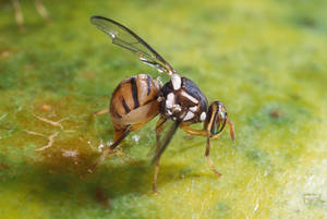 Quatro em Um: nova descoberta sobre mosca da fruta