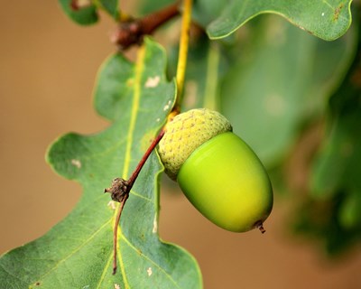 Quercus e LandraTech apresentam 5 medidas para valorizar a fileira da bolota