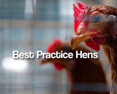 Questionário Best Practice Hens termina a 22 de outubro