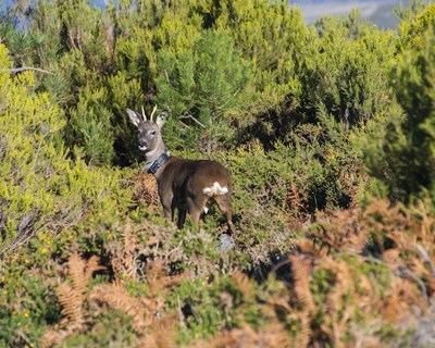 R​eintrodução do corço nas serras da Arada, Freita e Montemuro já soma mais de 100 animais