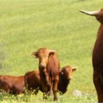 Raças de bovinos portuguesas «decisivas para equilibrar as depauperadas economias locais»
