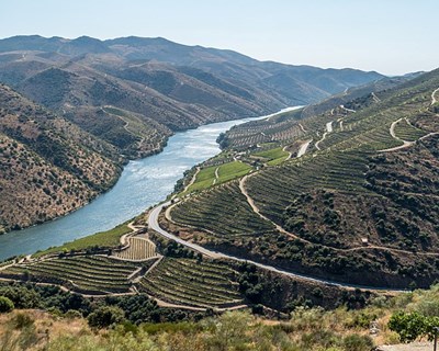 Reconversão da vinha no Alto Douro Vinhateiro com forte dinâmica na última década