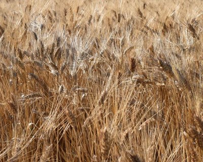 Redução de 15 por cento na produção de trigo duro e triticale